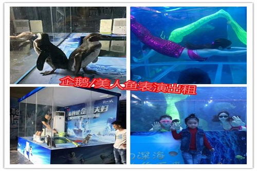 春節馬戲團出租七天演出費用