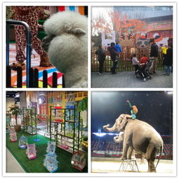 馬戲團租賃嘉峪關市