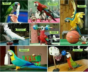 免費送票 茂業竟把整個瘋狂動物城搬來 全是你喜歡的萌寵神獸