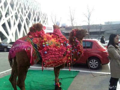 馬戲團動物表演出租