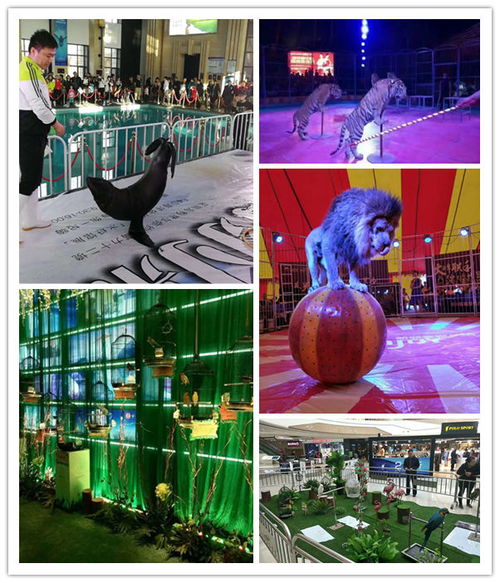 深厚功底富德市動物展出租