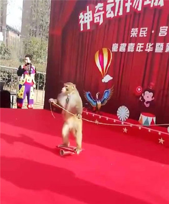 馬戲團表演出租獅子老虎表演出租狗熊猴子小馬戲表演出