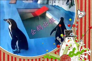 本地新聞 沈陽有馬戲團(tuán)出租 租賃