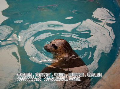 全套的馬戲團(tuán)出租長沙市