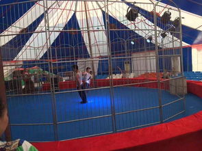 成都美人魚表演租賃合作流程