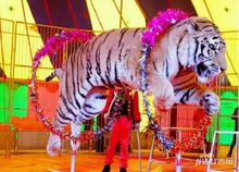 蚌埠江山御景知名馬戲團空降懷遠