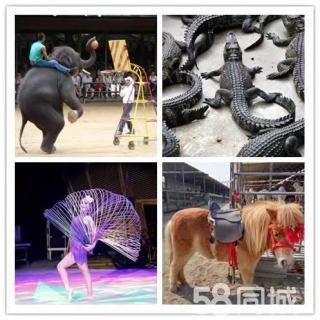 皇家大馬戲團(tuán)雜技表演出租 動(dòng)物表演 騎乘馬羊駝?wù)褂[出租