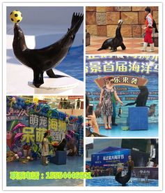 馬戲團(tuán)表演出租租賃海獅表演出租u長(zhǎng)沙市