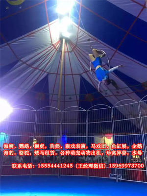 馬戲團猴子表演出租-平涼