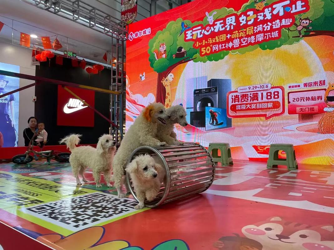 動(dòng)物出租#馬戲團(tuán)表演出租#海獅表演出租#羊駝出