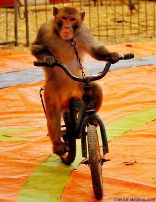 馬戲藝術(shù)節(jié)馬戲團(tuán)表演馬戲團(tuán)商演出租用