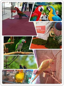 奉化市周邊馬戲團(tuán)表演出租讓您捧腹大笑