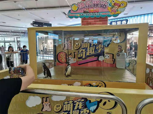 晉城哪里有租賃企鵝表演 呂梁企鵝展覽租賃公司暖場(chǎng)氛圍