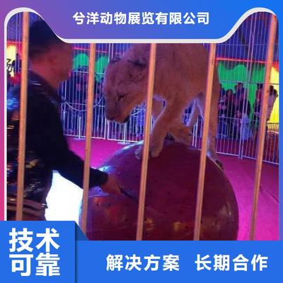 馬戲團(tuán)/羊駝美人魚(yú)表演出租歡迎合作