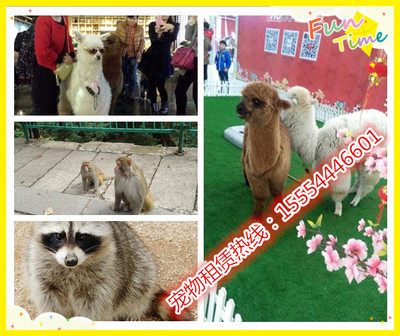 澳洲進(jìn)口羊駝、矮馬哪里有賣的、武穴市_動(dòng)物表演出租_馬戲團(tuán)動(dòng)物表演_羊駝租賃_山東金鵬珍禽養(yǎng)殖場 - 商國互聯(lián)網(wǎng)