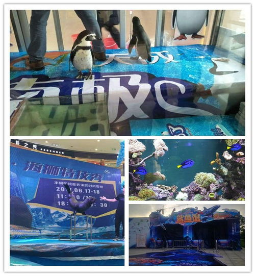 梧州雜技表演馬戲團(tuán)表演對(duì)外出租