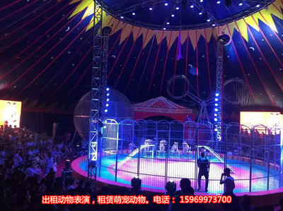 馬戲團(tuán)表演出租節(jié)目,景點(diǎn)租賃小馬戲