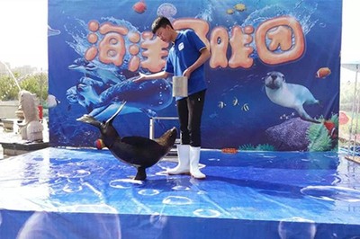 大冶市極地小可愛(ài)企鵝海獅拜年出租 馬戲團(tuán)租賃服務(wù)點(diǎn)亮佳節(jié)氛圍