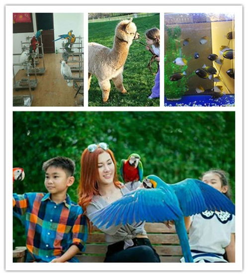 海南省海洋生物魚(yú)缸展與馬戲團(tuán)動(dòng)物租賃服務(wù)指南