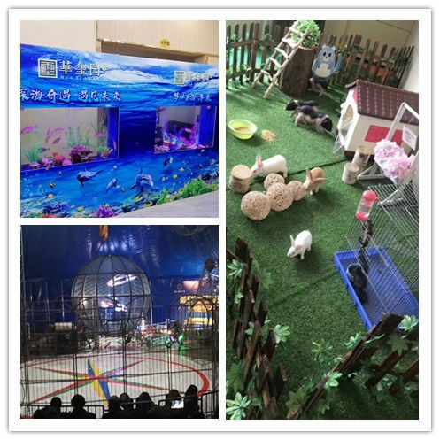 合作市鱷魚(yú)表演出租現(xiàn)場(chǎng)人氣爆棚，馬戲團(tuán)新增猴子、獅子、老虎、山羊演出租賃