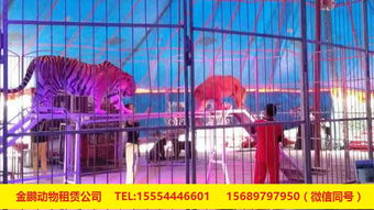 專業(yè)出租馬戲團(tuán)表演與冰雕展出租賃服務(wù)