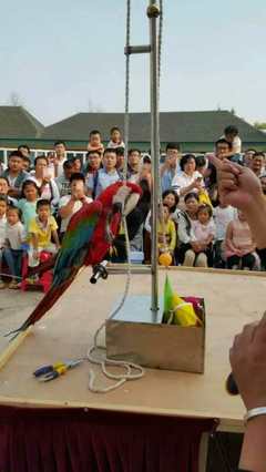 常德市海洋生物魚缸展與馬戲團(tuán)出租服務(wù)