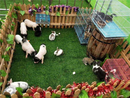 兩當(dāng)百鳥園展覽與馬戲團(tuán)表演合作流程詳解