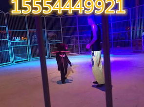 陽(yáng)西縣羊駝與冰雕展覽租賃合作全攻略