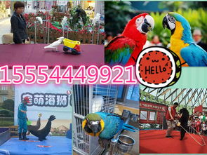 寧強縣專業(yè)海獅表演、海洋生物展及冰雕展出租賃服務(wù)詳情