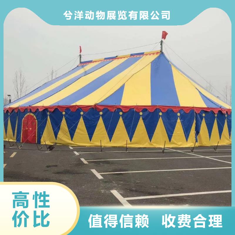 閃耀舞臺(tái)的明星 高品質(zhì)馬戲團(tuán)羊駝與海獅表演租賃